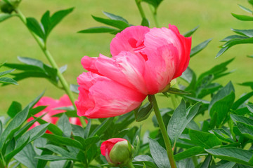 Beautiful and vibrantly colorful Flower Portraits and interesting and unusual gardens.