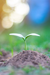 Seeds plant trees, small trees, green trees, do not focus on objects.