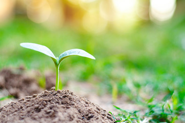 Seeds plant trees, small trees, green trees, do not focus on objects.