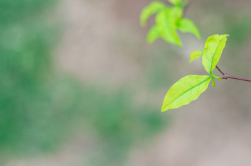 Green leaves in the garden in the morning. Do not focus on objects.