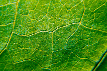 Green leaf close-up background. Leaf macro texture.