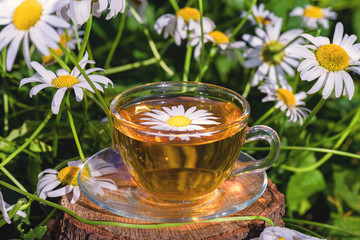 Cup of tea standing on a wooden surface, in white chamomile flowers, in the rays of warm sunlight, close-up.
