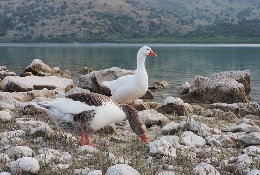 Greece Crete island Kourna Lake