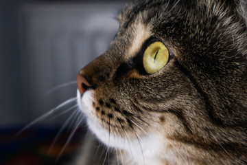 Portrait of a gray striped mongrel cat with green eyes