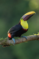 Yellow-breasted toucan in the wild