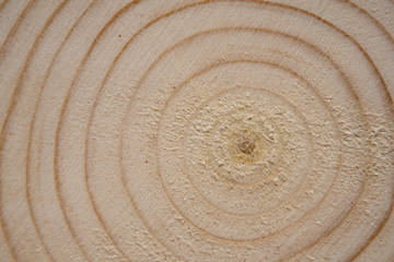 Fototapeta premium Pine tree trunk cross-section with annual rings. Lumber piece close-up shot.