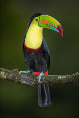 Keel-billed toucan in the wild