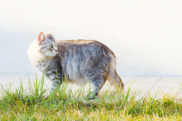 Nice siberian cat on the grass green at the sunset