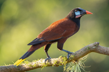 Montezuma oropendola in the wild