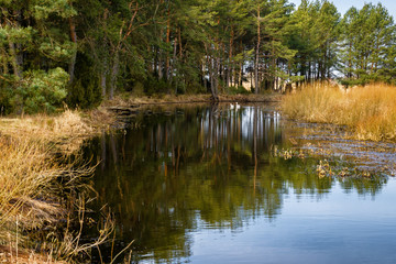 Obraz premium Dolina Górnej Narwi. Wiosna nad Narwią. Natura 2000