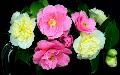 Garden flowers in an English Cottage garden.