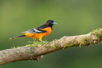 Fototapeta premium Baltimore oriole in the wild
