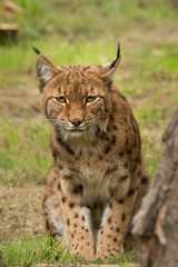 Lynx - eens kijken wat daar te doen is.