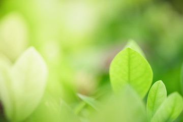 Close up beautiful view of nature green leaves on blurred greenery tree background with sunlight in public garden park. It is landscape ecology and copy space for wallpaper and backdrop.