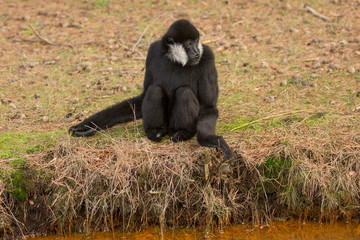 Witwanggibbon zit aan de waterkant