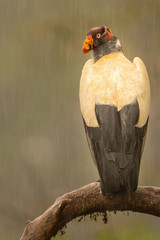 King vulture in the wild