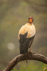 King vulture in the wild