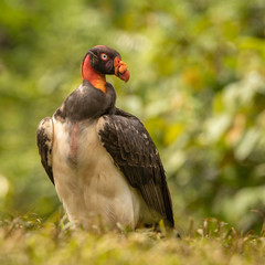 King vulture in the wild