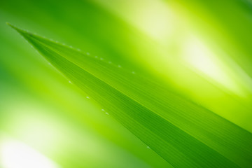 Close up beautiful view of nature green leaves on blurred greenery tree background with sunlight in public garden park. It is landscape ecology and copy space for wallpaper and backdrop.