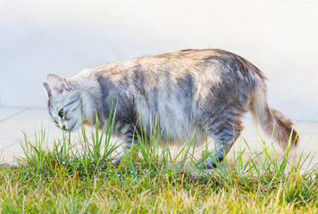 Naklejka na ściany i meble Adorable siberian cat eating grass green at the sunset