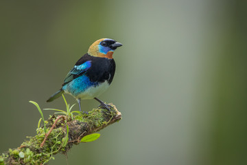 Golden-hooded tanager in the wild