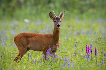 Roe deer, capreolus capreolus, buck in summer on a meadow full of flowers. Roebuck at sunset. Wild animal in natural environment. Cute wild male deer.
