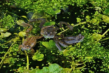 Frogs gathering to mate in garden pond