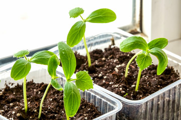 young plant in a pot