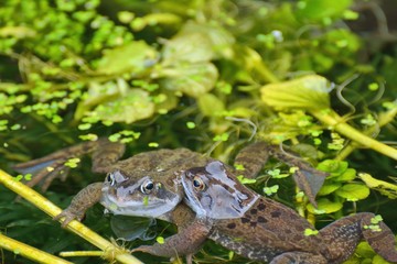frogs being friendly in a pond.