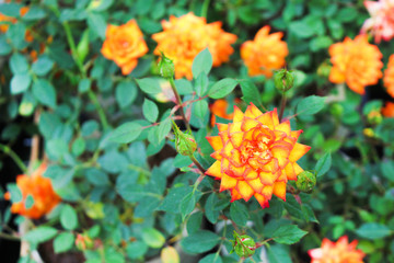 Top view colorful orange or yellow rose blooming and bud with green leaves in garden background