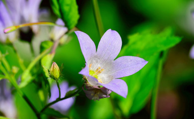 Beautiful and vibrantly colorful Flower Portraits and interesting and unusual gardens.