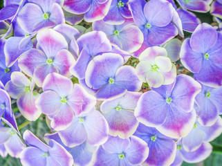 Top view colorful,purple or blue with white  edge hydrangea flowers blooming , Nature patterns for background