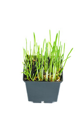 Sprouted wheat grains in black plastic pot isolated on white background