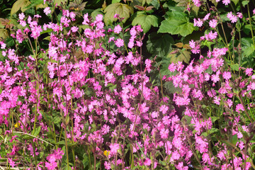 Beautiful and vibrantly colorful Flower Portraits and interesting and unusual gardens.
