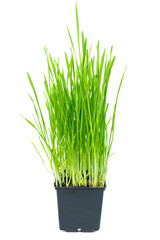 Sprouted wheat grains in black plastic pot isolated on white background