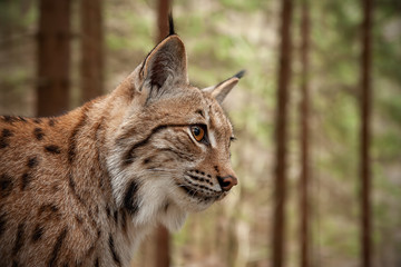 Detailed close-up of adult Eurasian lynx, lynx lynx, in autumn forest with blurred background. Endangered mammal predator in natural environment. Wildlife scenery with vivid colors.