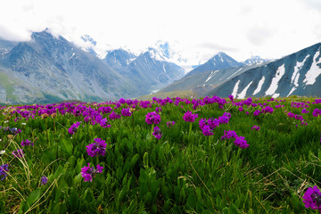 Altai Mountains landscape with purple flowers meadow view