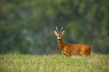 Roe deer, capreolus capreolus, with clear blurred background and copy space around. Roebuck stag in summer with big antlers with space for text. Wild deer in nature.