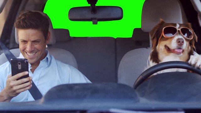 Dog driving a car on a green screen background wearing funny sunglasses with a handsome man, wide shot