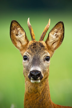 Portrait of cute roe deer, capreolus capreolus, buck in summer. Wildlife scenery of deer with vivid green blurred background. Wild animal during a fresh summer. Vertically composed close-up of animal.