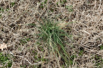A patch of brown and green grass on a close view.