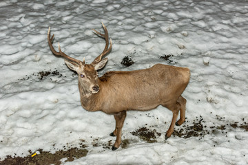 Peaceful deer resting under a tree in winter time, cold winter day