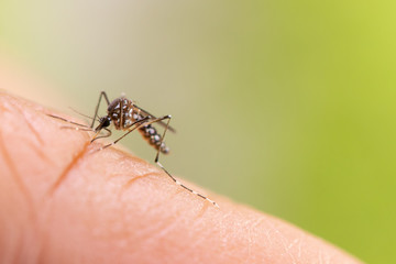 Aedes aegypti or yellow fever mosquito sucking blood on skin,Macro close up show markings on its legs and a marking in the form of a lyre on the upper surface of its thorax