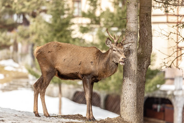Peaceful deer resting under a tree in winter time, cold winter day