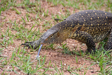 Nile monitor with tongue out