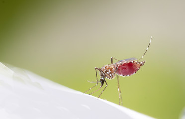 Aedes aegypti or yellow fever mosquito sucking blood on skin,Macro close up show markings on its legs and a marking in the form of a lyre on the upper surface of its thorax