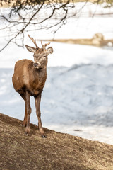 Peaceful deer resting under a tree in winter time, cold winter day