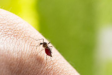 Aedes aegypti or yellow fever mosquito sucking blood on skin,Macro close up show markings on its legs and a marking in the form of a lyre on the upper surface of its thorax
