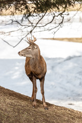 Peaceful deer resting under a tree in winter time, cold winter day