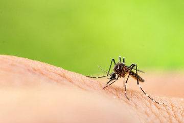 Aedes aegypti or yellow fever mosquito sucking blood on skin,Macro close up show markings on its legs and a marking in the form of a lyre on the upper surface of its thorax